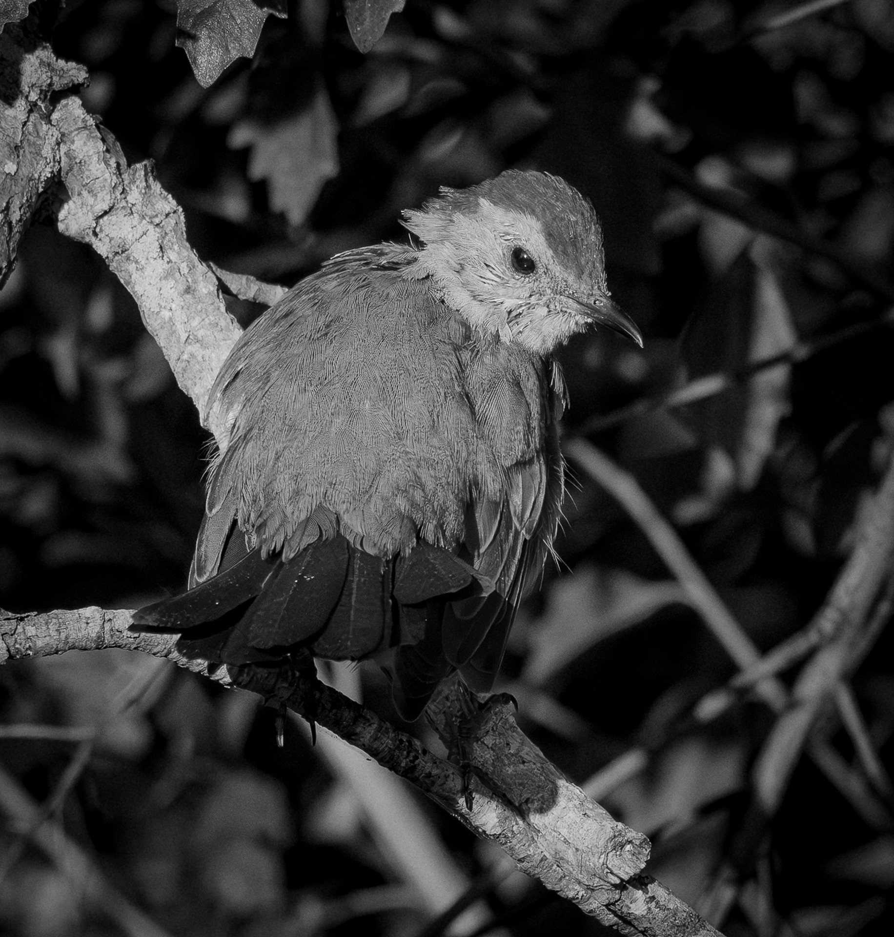 2nd PrizeOpen Nature In Class 1 By Dennis Roberts For Sitting Pretty SEP-2025.jpg